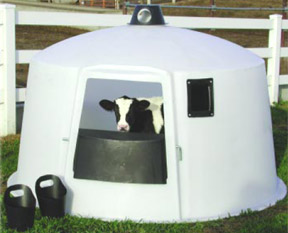 Calf Nursery