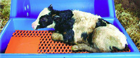 PolyDome Calf Warmer